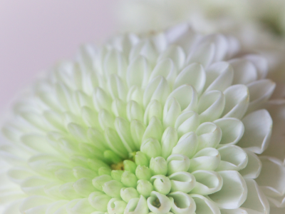 ■ ペット散骨プラン（代理散骨）